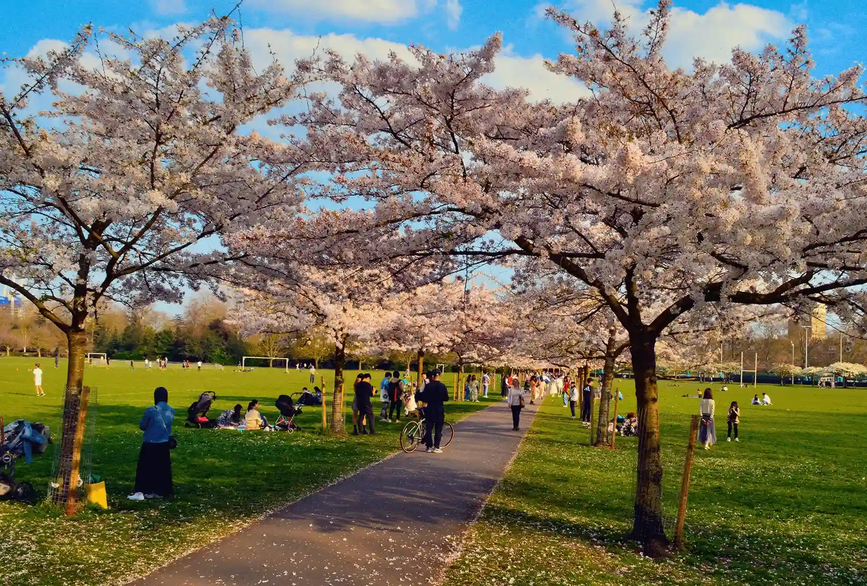 In springtime, Cherry Blossoms bloom in Battersea Park, one of London's most scenic parks Cherry blossoms in full bloom, Battersea Park, London