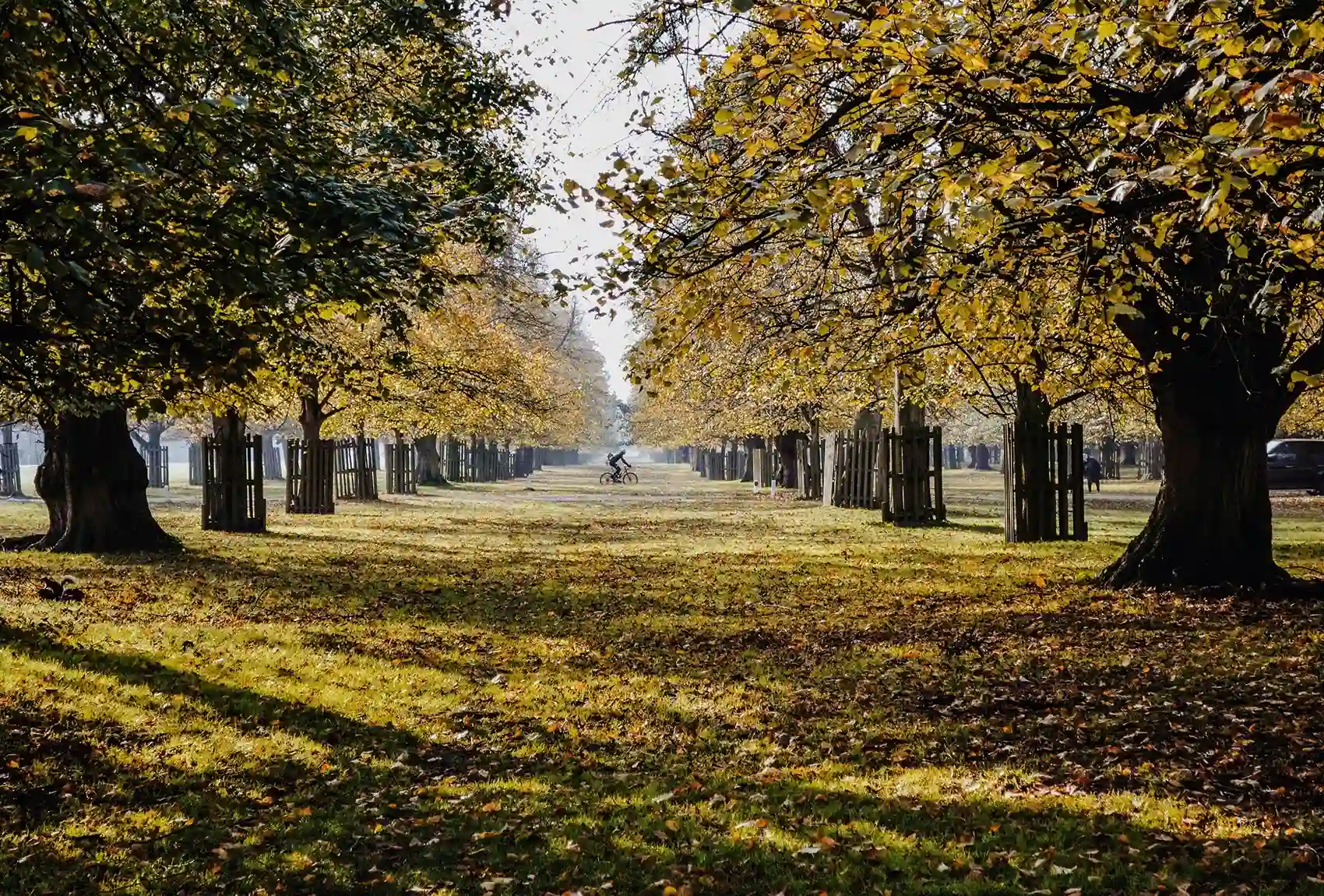 In Bushy Park near Hampton Court Palace, a cyclist enjoys an autumn ride through the golden avenues lined with trees A cyclist rides along a tree-lined path in Bushy Park, London