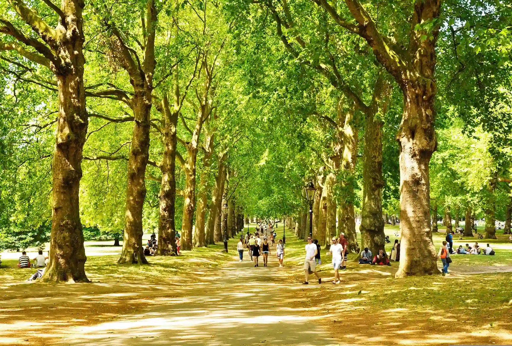 In Green Park, visitors stroll along the tree-lined avenue on a quiet summer day A sunny day in Green Park London with a tree-lined path