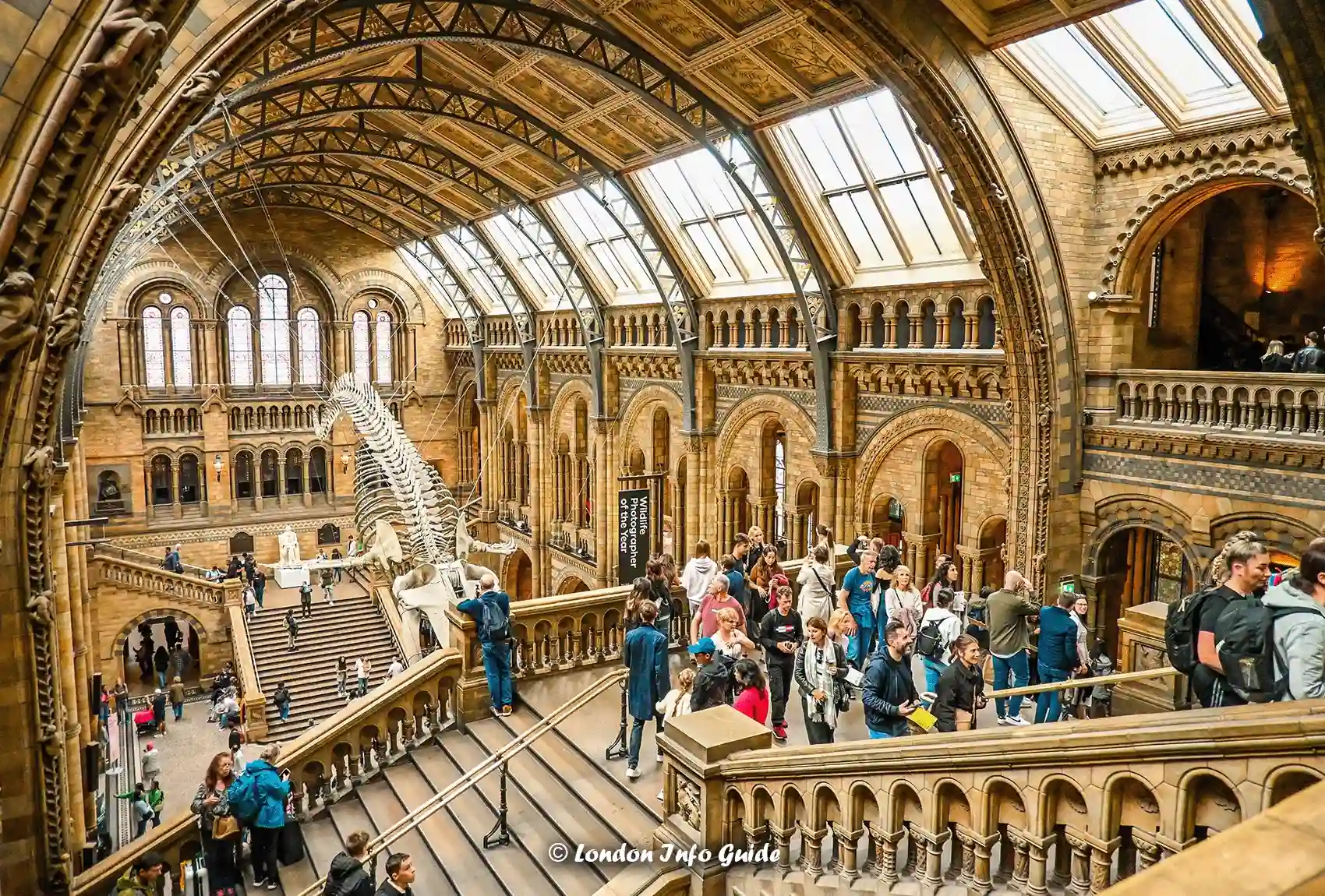 Natural History Museum hall with whale skeleton and visitors below.