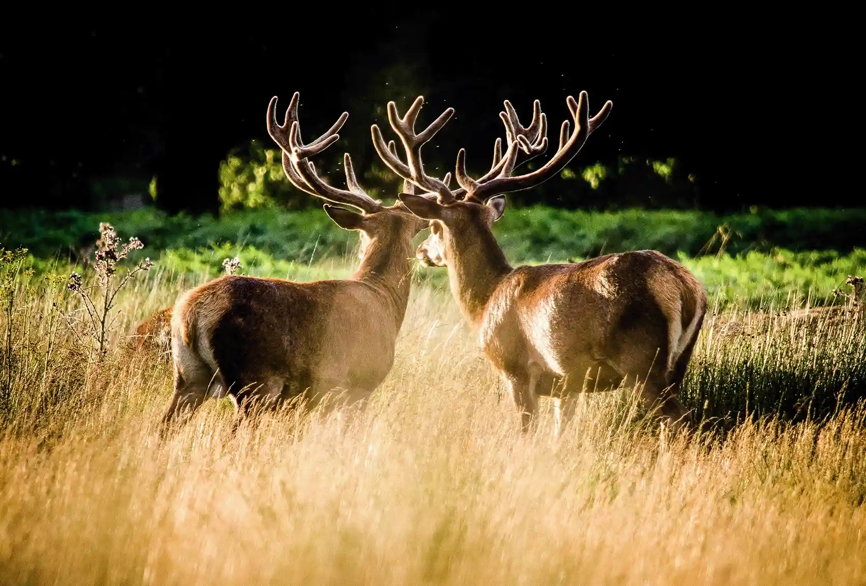 London's Richmond Park is a wildlife haven with wild meadows and deer roaming freely Two red deer roaming in Richmond Park, London