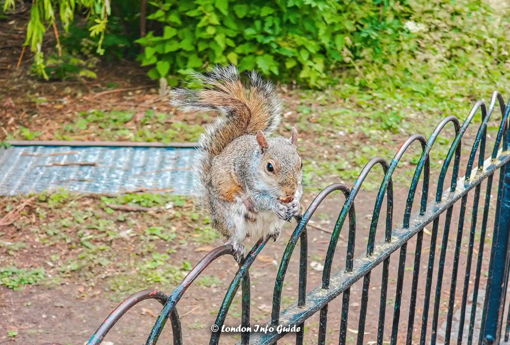 Grey squirrel on the fence in Hyde Park.