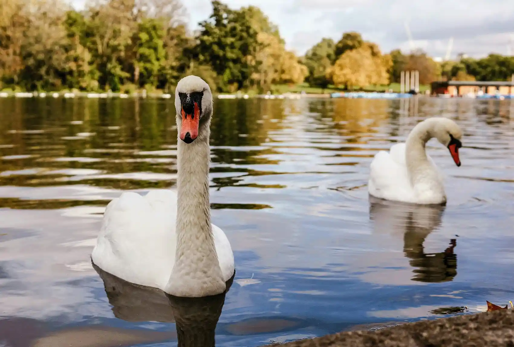 Swans swimming on Serpentine Lake at Hyde Park in London.
