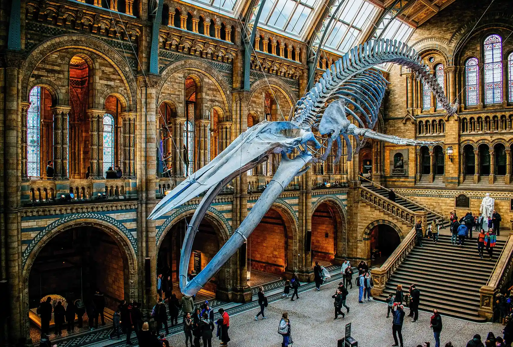 Blue whale skeleton inside Hintze Hall at the Natural History Museum in London.