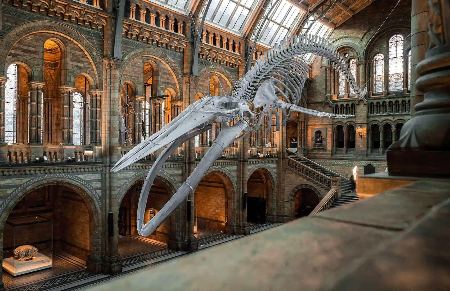 The Blue Whale skeleton featured at the Natural History Museum in London.
